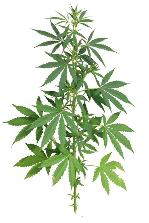Cannabis Pot Leaf Png png image