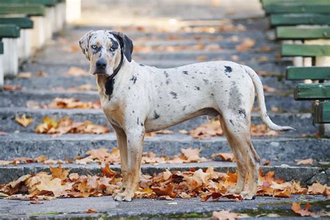 Catahoula Leopard Dog Dog Breed Hypoallergenic Health And Life Span