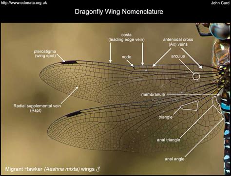 Dragonfly Wings Odo Nutters