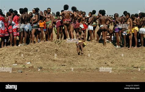tausenden zulu jungfrauen beteiligen reed dance wo mädchen nach durchlaufen eines