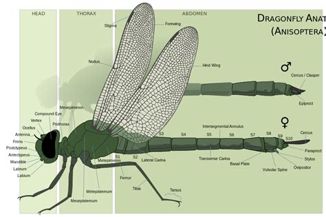 Dragonfly Wikipedia