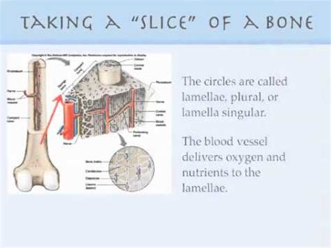 skeletal video #2 microscopic compact bone - YouTube