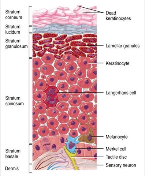 The Integumentary System The Human Body