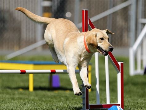 Guide To Dog Agility Training Jeffreys Natural Pet Food