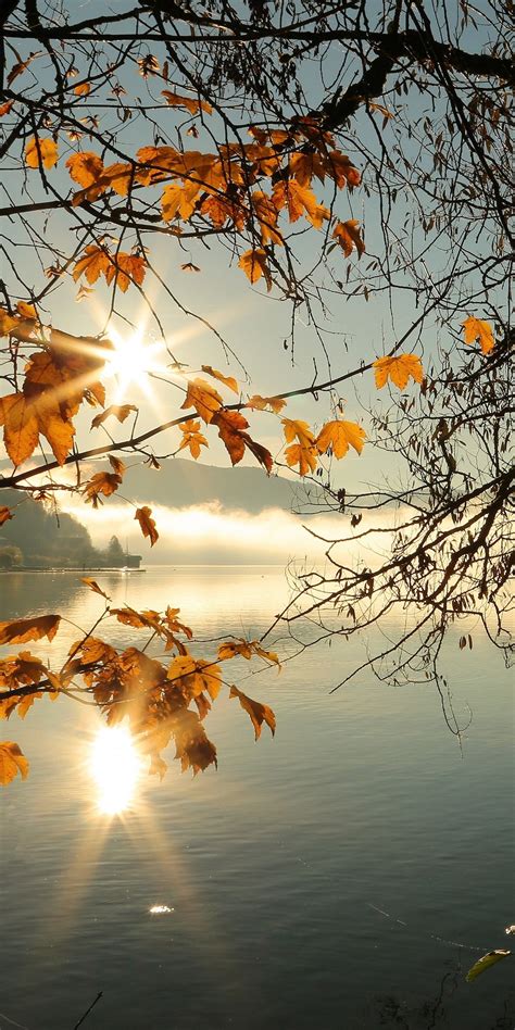1080x2160 Autumn Tree Lake Sunbeams Morning 4k One Plus 5thonor 7x