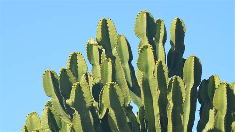 Cactus Hd Wallpaper Pixelstalknet