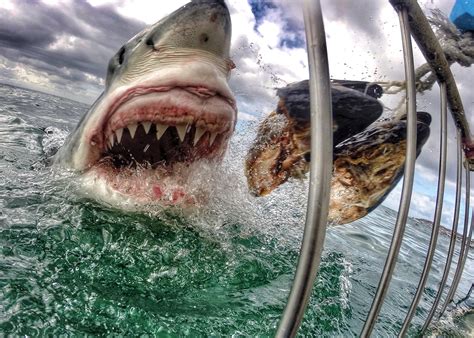 Viral Photo of Great White Shark Stirs Debate Over Cages, Baiting