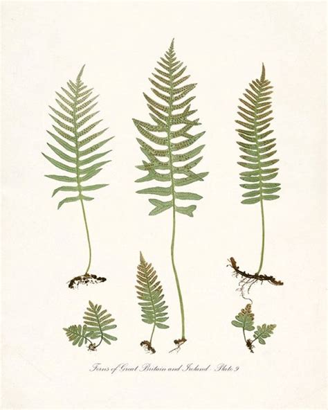 Vintage Botanical Print Ferns Of Britain And By Highstreetvintage 15