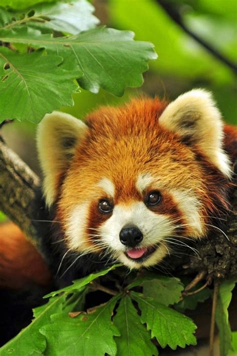 Cute Red Panda Red Pandas Photo 40242052 Fanpop