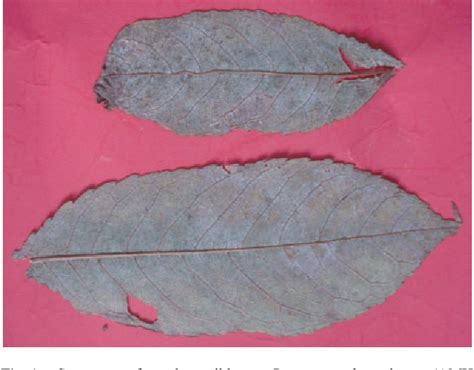 Figure 1 From First Report Of Powdery Mildew On Prunus Nepalensis In