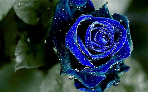 Personalize your homescreen with amazing rose images! Blue Rose Wallpaper HD | PixelsTalk.Net
