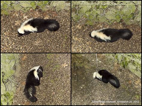 Photography By Ginny March 18th 20th 2012 Red Squirrel Skunk Fox Eyes