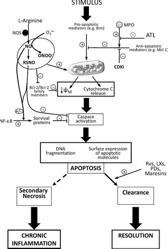 Mechanisms of Resolution of Inflammation  Arteriosclerosis, Thrombosis