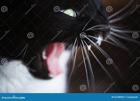 A Cat Grin Stock Photo Image Of Meowing Cute Head 52788924