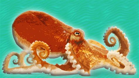 Octopus For Kids Ocean Animals For Kids Youtube