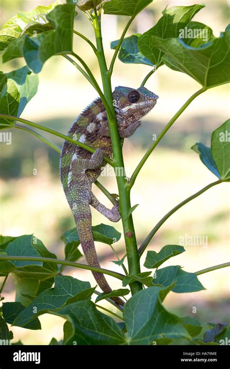 Panther Chameleon Furcifer Pardalis On Small Branch In Rainforest At