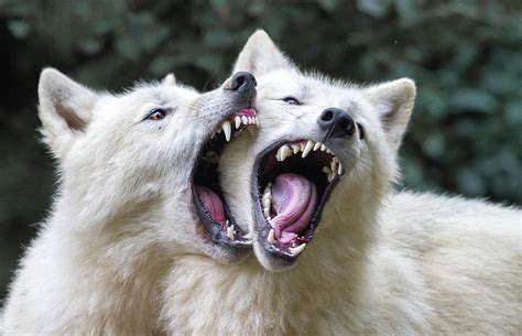 Wolf Kiss By Libor Ploek