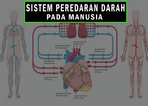 Sistem Peredaran Darah Materi Ipa Tema 4 Kelas 5 Sd Kurikulum 2013