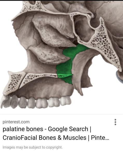 Pin Em Head And Neck Anatomy