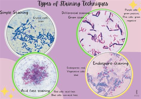 Types Of Staining Techniques In Microbiology My Biology Dictionary