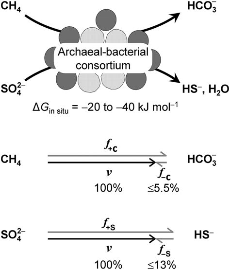 Carbon And Sulfur Back Flux During Anaerobic Microbial Oxidation Of