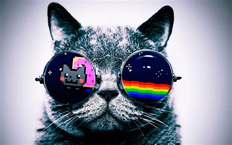 Wir haben die coolsten bilder aus familienalben gesammelt. nyan cat cat glasses Wallpapers HD / Desktop and Mobile Backgrounds