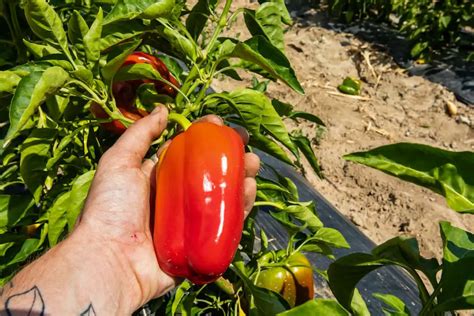 Can You Grow Red Bell Peppers In A 5 Gallon Bucket