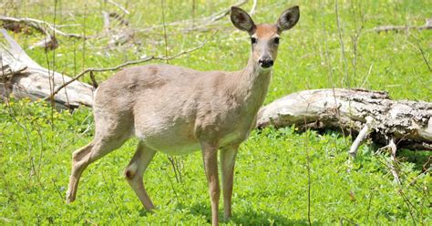 Deer Gestation Period List How Long Does Carry Their Young World Deer