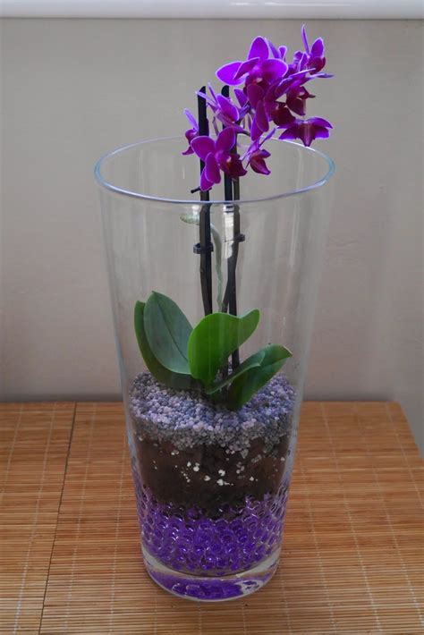 Dormitorios,salones, recibidores, espejos y más. Mr WashiSan: Orquídea mariposa mini plantada en gel dentro ...