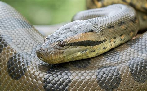 8 Interesting Facts About Green Anacondas