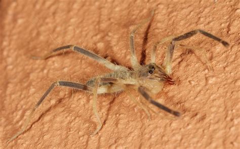 Aw Arachnid Book Sun Spiders Solifugae Photos And Descriptions Africa Wild