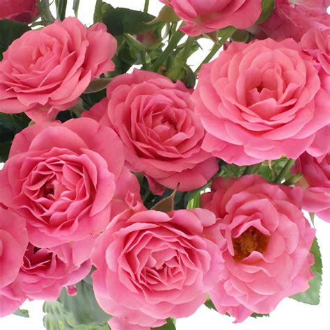 Buy Wholesale Hot Pink Spray Bulk Roses In Bulk Fiftyflowers
