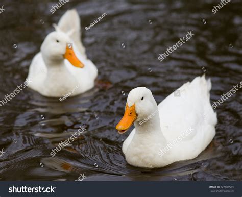 53032 White Domesticated Duck Images Stock Photos And Vectors