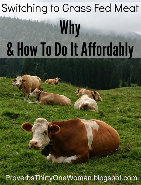 Switching To Grass Fed Beef Why And How To Do It Affordably Grass Fed