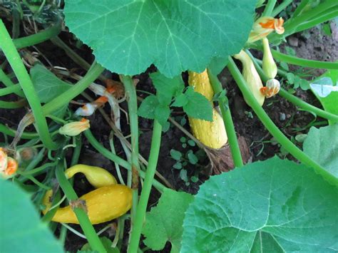 Grow Appalachia And The Summer Squash Continues To Produce More