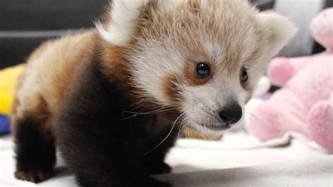 Twin Unnamed Baby Red Pandas Play Sleep Eat And Snuggle