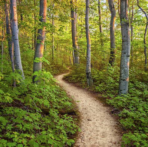 Beech Forest Trail Photograph By Tim Trombley Fine Art America