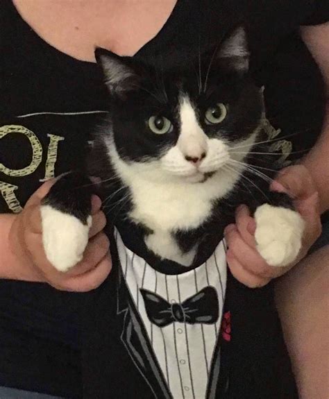 A Tuxedo Cat In A Tuxedo Shirt