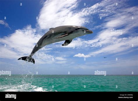 Bottlenose Dolphin Tursiops Truncatus Adult Jumping Out Of The Sea