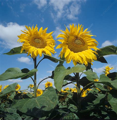 Sunflowers Helianthus Annuus Stock Image C0010107 Science