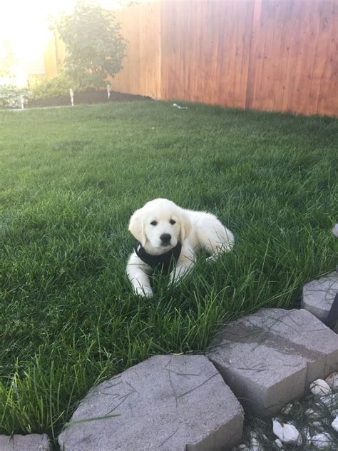 I specialize in breeding goldens with darker coats. Golden Retriever Puppies For Sale | Sacramento, CA #299393