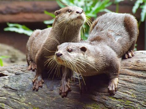 Asian Small Clawed Otters Living Shores Aquarium