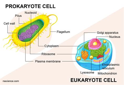How To Tell If Its A Prokaryote Under A Microscope A Step By Step