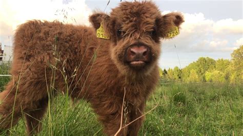 Scottish Highland Cattle In Finland Fluffy Calf In 4k Youtube