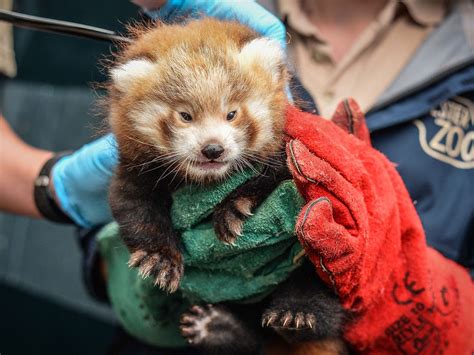 Rare Red Panda Cubs Born At Chester Zoo And Theyre Twins The