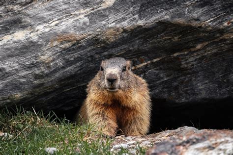 What is Groundhog Day? - Interesting Facts