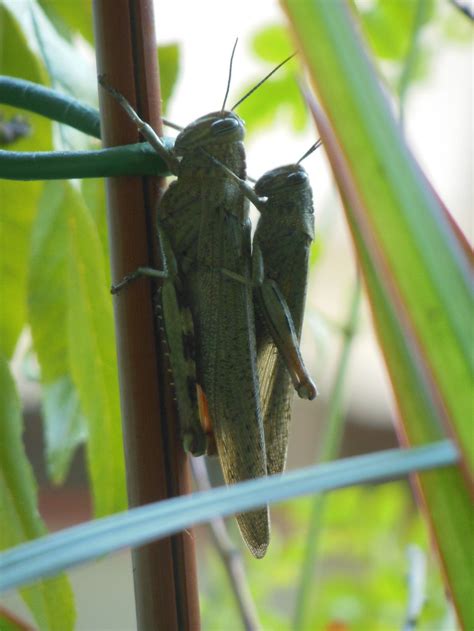 Grasshopper Mating Season Smithsonian Photo Contest Smithsonian Magazine