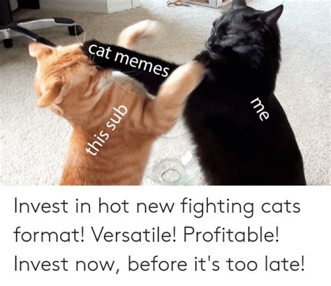 Cat Memes T Invest In Hot New Fighting Cats Format Versatile