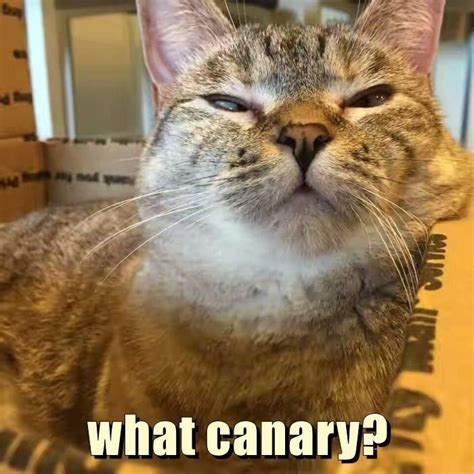 What Canary Funny Cat Memes Cat Memes Cute Cats