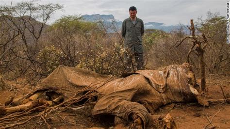 Cazadores matan a Satao el elefante más querido de Kenya CNN